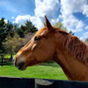 Meet your Posher, Isabel